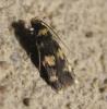 Oegoconia sp.